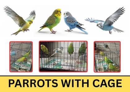 Australia Parrots & Lovebirds (Active and Healthy)