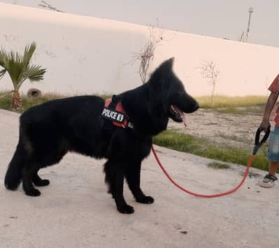 German shepherd black pedigree female