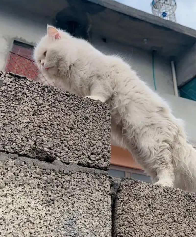 persian triple coat. . 0