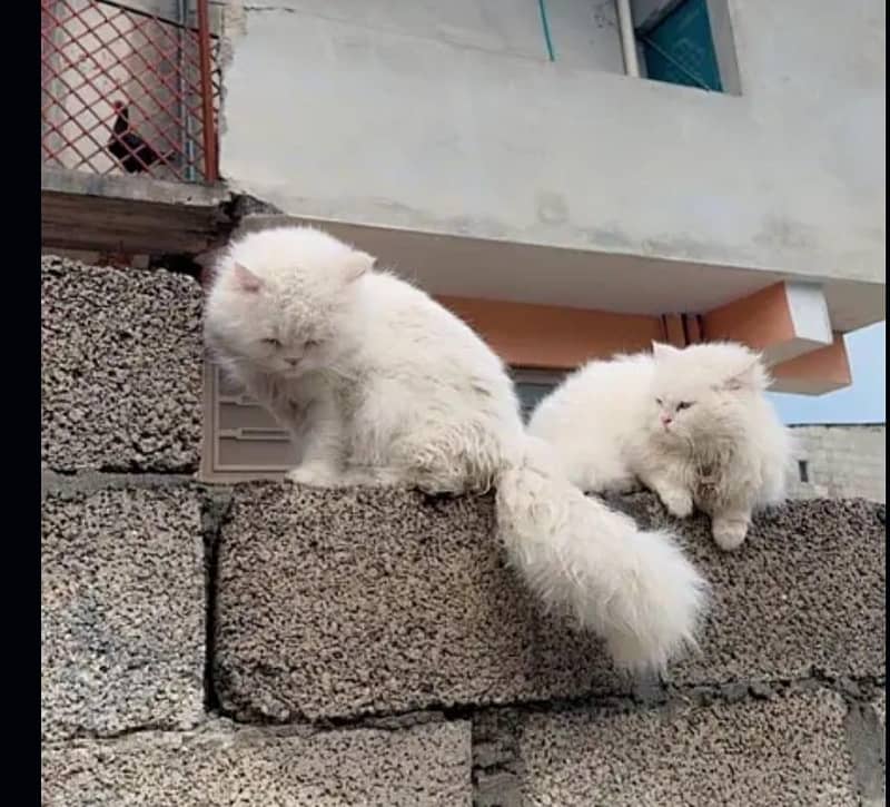 persian triple coat. . 1