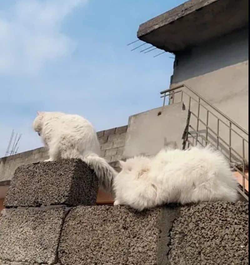 persian triple coat. . 2