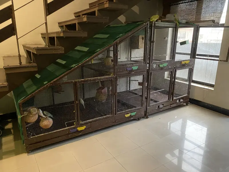 Cages 30k each — photo 2