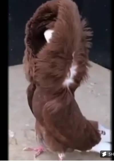 naqapoush 10 hzr pair.  freelback 7500