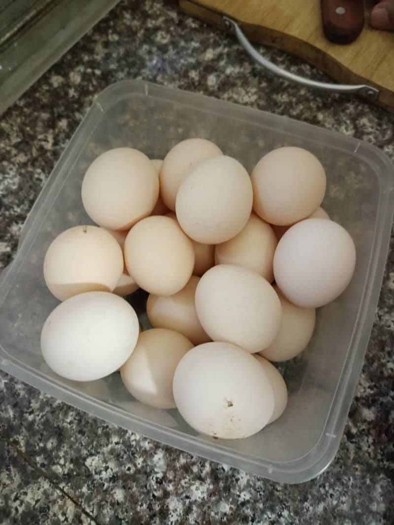 fertile desi eggs available 0