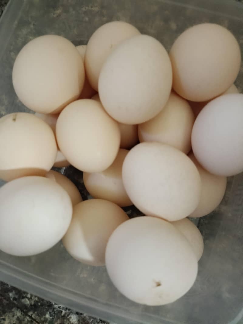 fertile desi eggs available 1