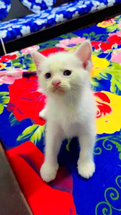 Persian white baby cat
