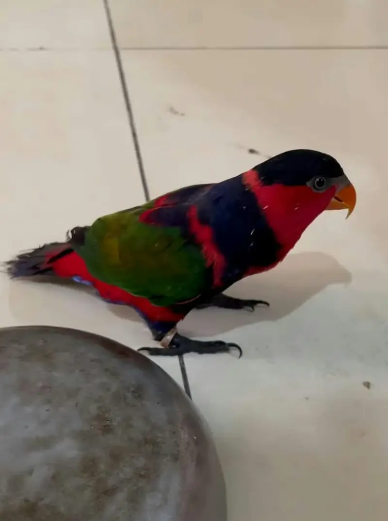 Parrot Talking Tamed Free Fly Lori — photo 2