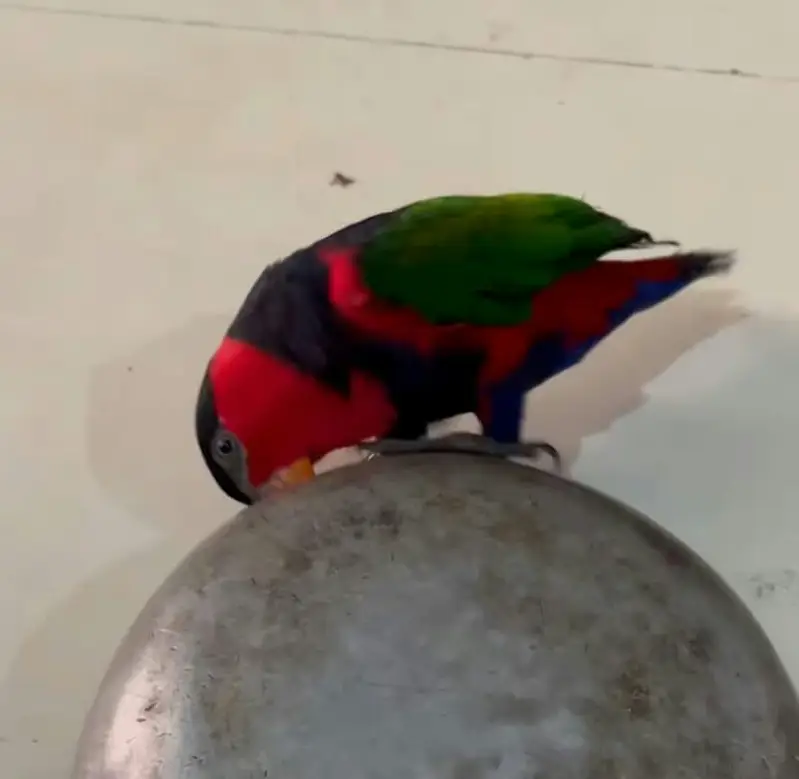 Parrot Talking Tamed Free Fly Lori — photo 3