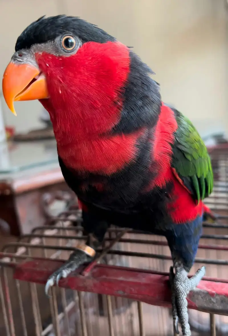 Parrot Talking Tamed Free Fly Lori — photo 4