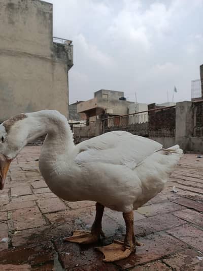 White goose long neck Duck