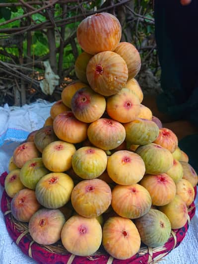 Fresh Bannu Figs