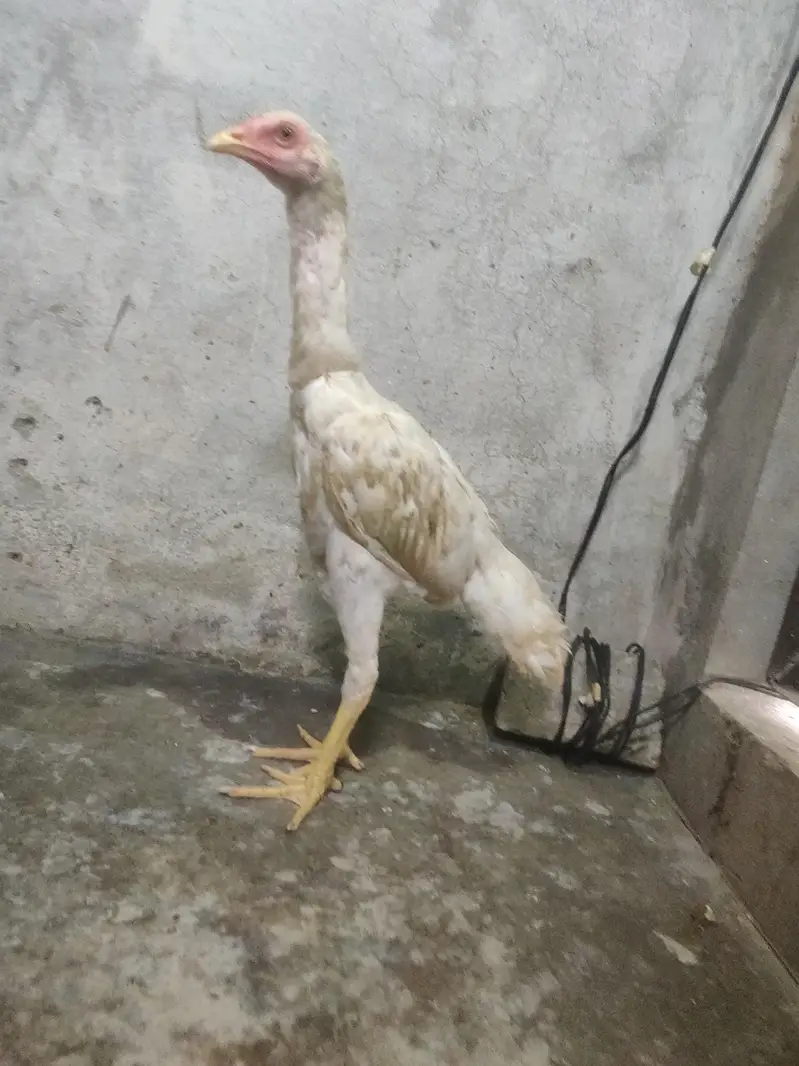 pure hera o aseel shamo patha — photo 3