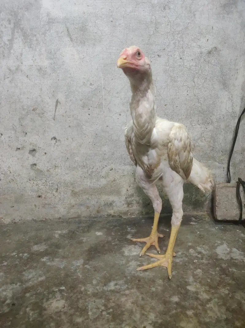 pure hera o aseel shamo patha — photo 4