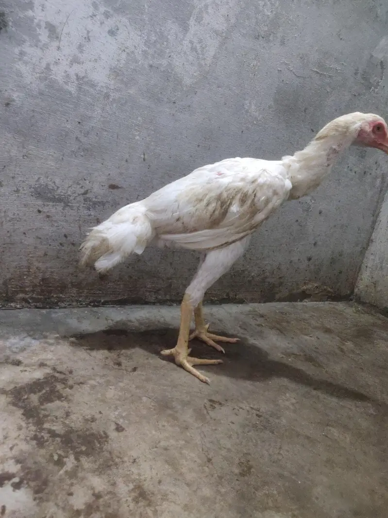pure hera o aseel shamo patha — photo 5