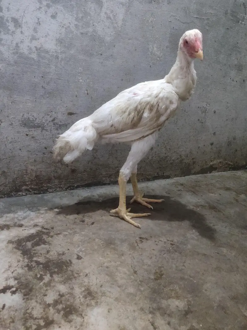 pure hera o aseel shamo patha — photo 6