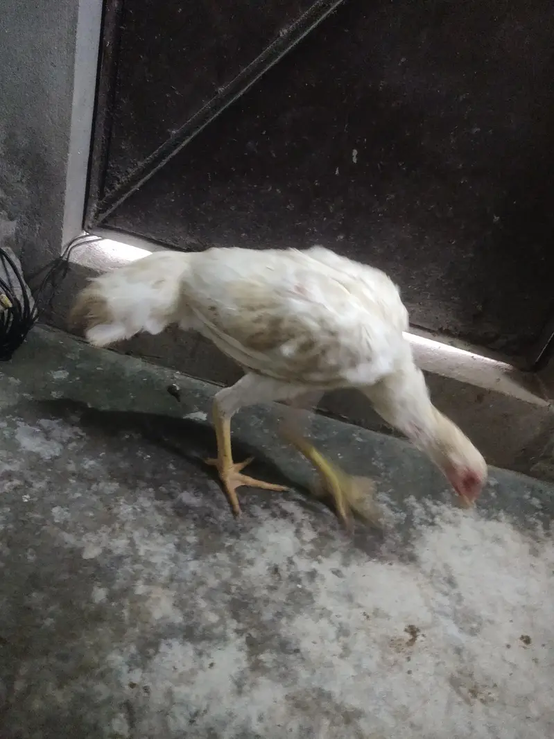 pure hera o aseel shamo patha — photo 7