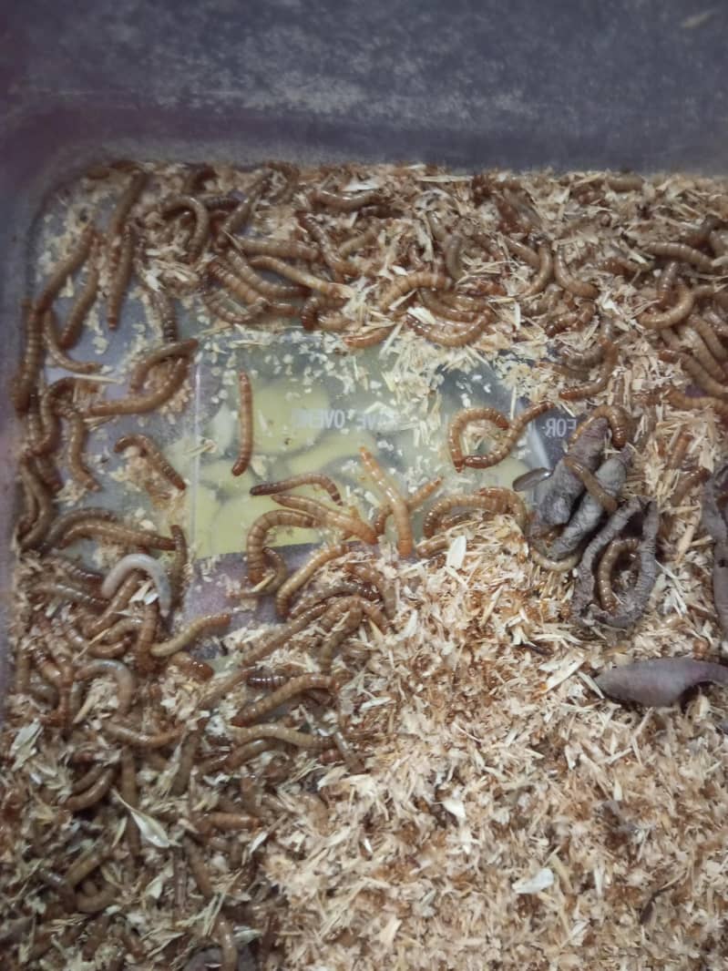 Mealworms 0