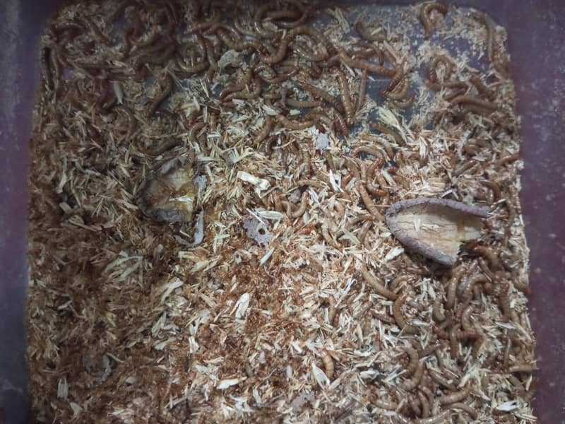 Mealworms 1