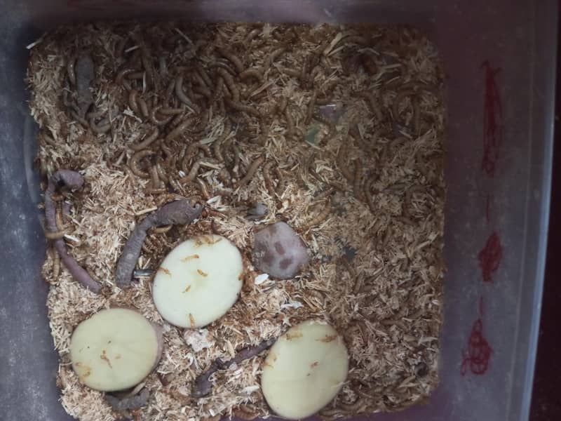 Mealworms 2