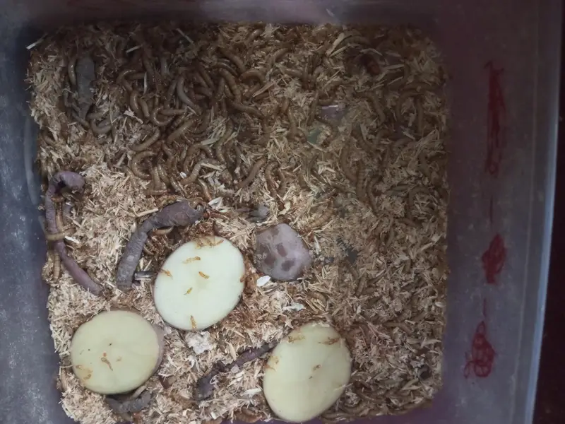 Mealworms — photo 3