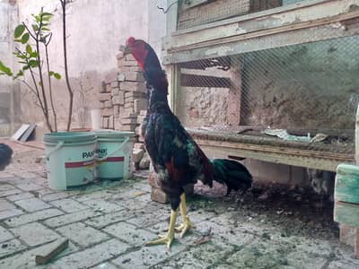 2 year old german shamo aseel for SALE!!!!!