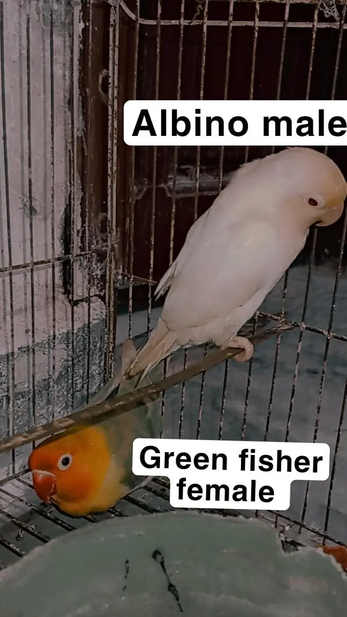 green fisher and albino red eye | read description