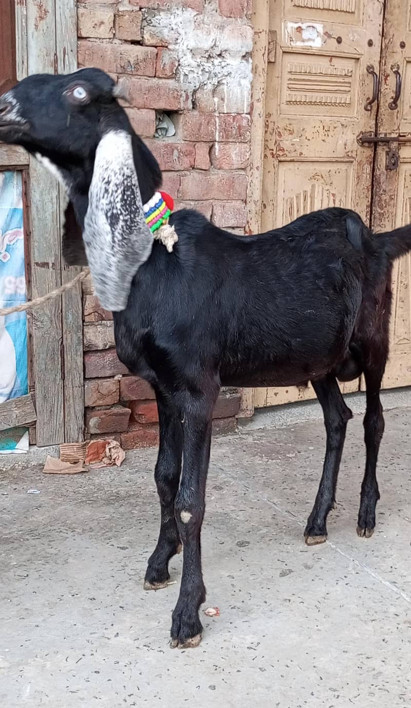 Desi Bakra - Goats - 1105483839