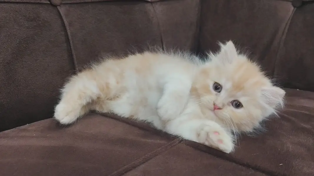top quality/kitten|Punch face Kittens|persian cat|cute|tripple|fluffy — photo 8