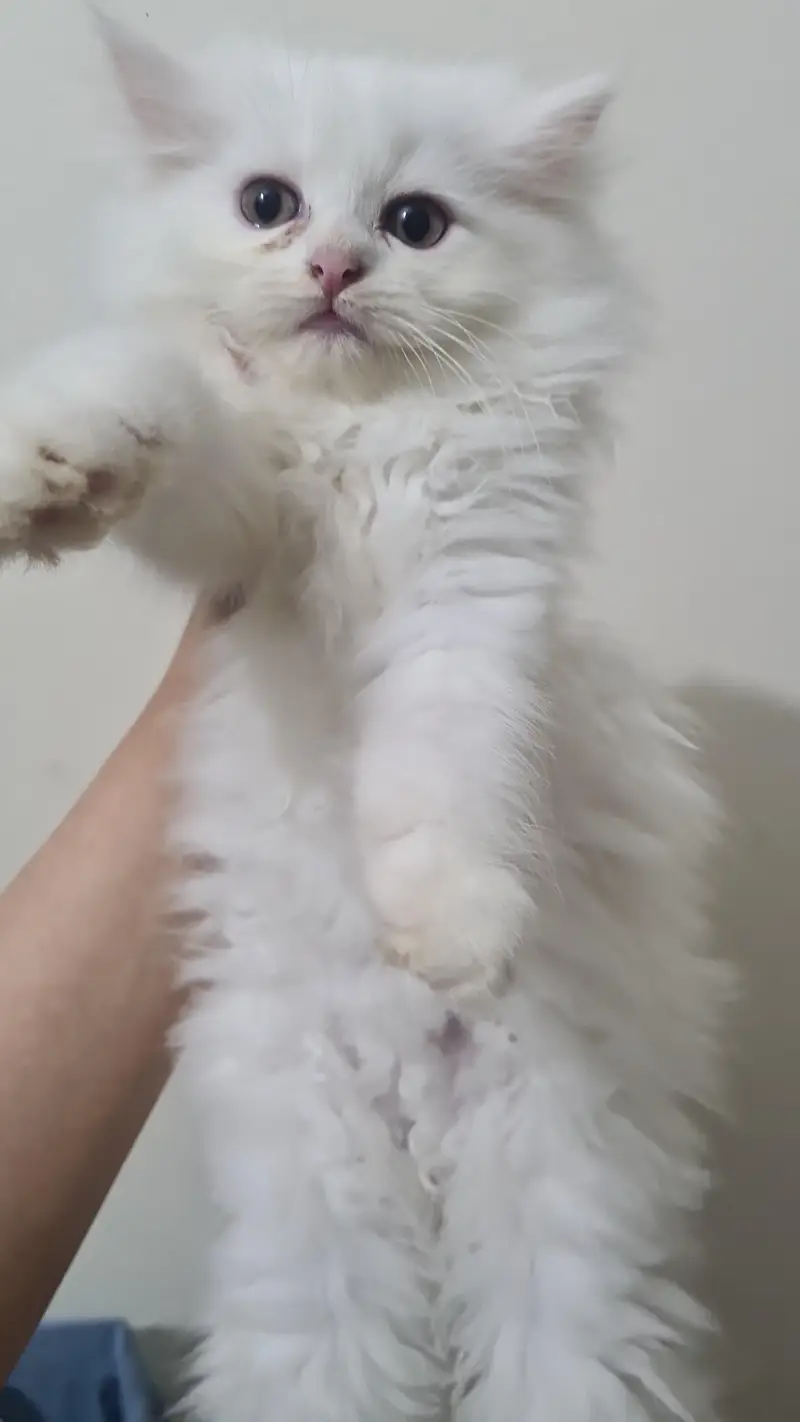 persian kitten cat tripple coat kitten belli blue eyes kittens