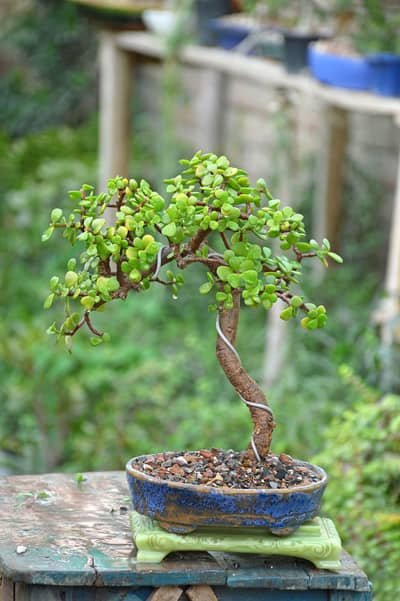 Jade Bonsai / Planter / plant pots / gamla / plant pots / plants pot /