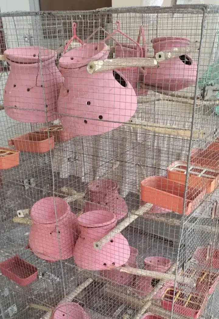 Cage for budgies and fischer 53x24x28inch @zealpak Society — photo 2