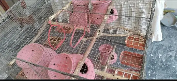 Cage for budgies and fischer 53x24x28inch @zealpak Society — photo 3