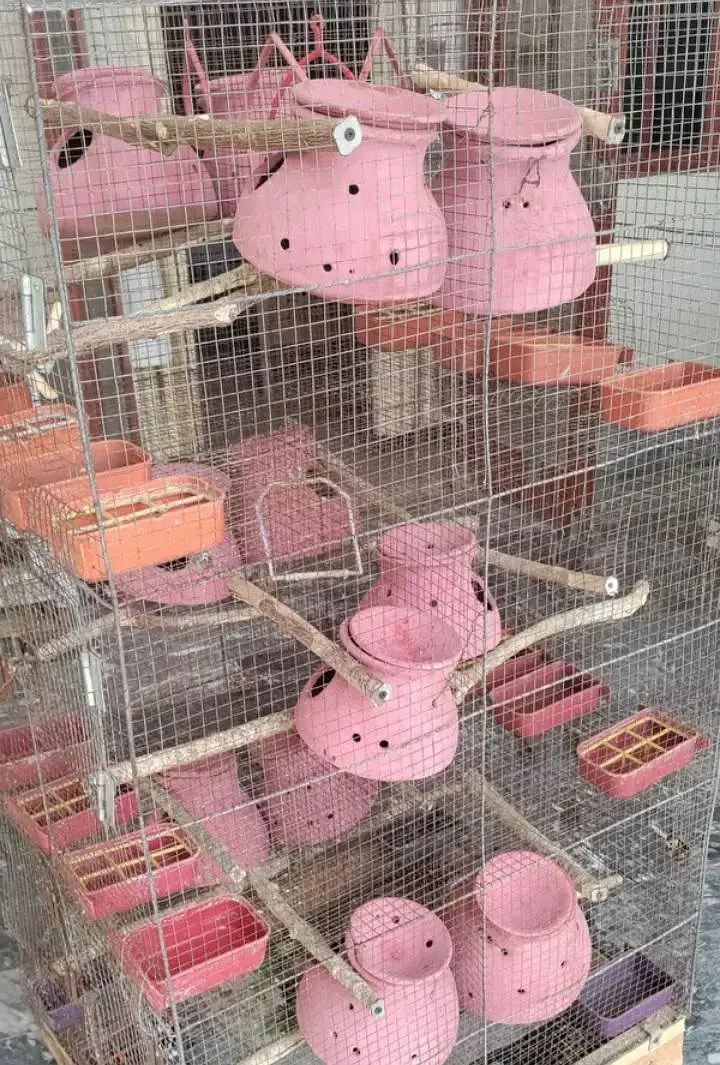 Cage for budgies and fischer 53x24x28inch @zealpak Society — photo 4