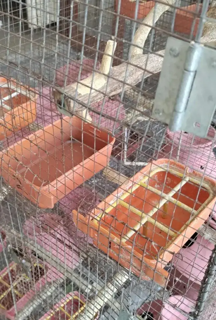 Cage for budgies and fischer 53x24x28inch @zealpak Society — photo 5