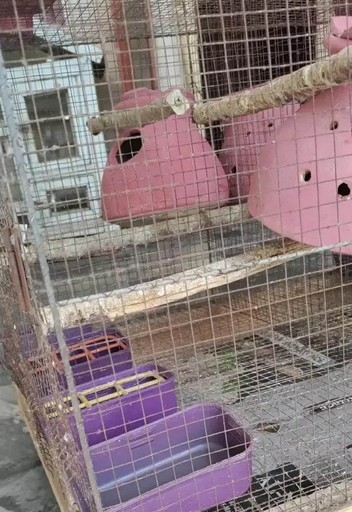Cage for budgies and fischer 53x24x28inch @zealpak Society — photo 6