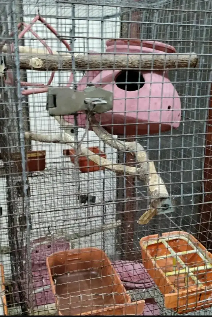 Cage for budgies and fischer 53x24x28inch @zealpak Society — photo 7