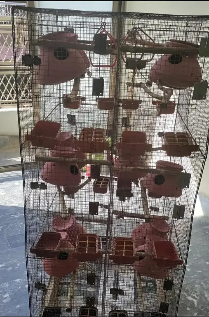 Cage for budgies and fischer 53x24x28inch @zealpak Society — photo 8