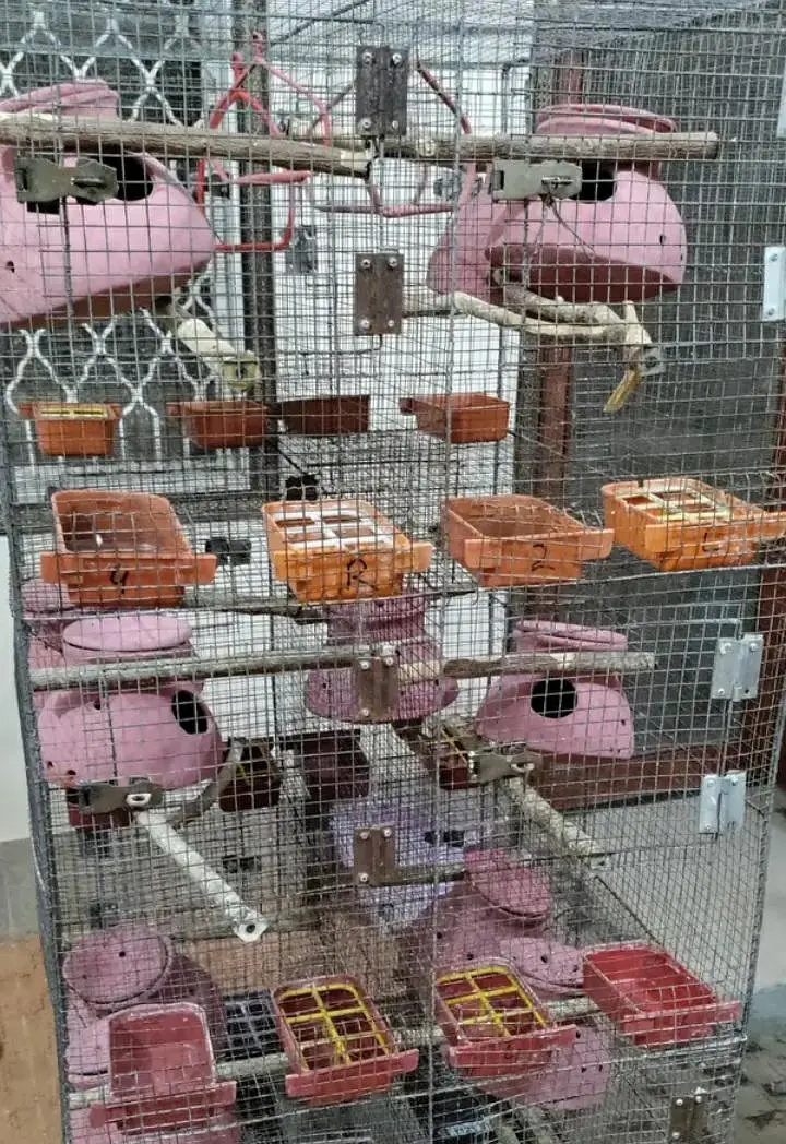 Cage for budgies and fischer 53x24x28inch @zealpak Society — photo 9