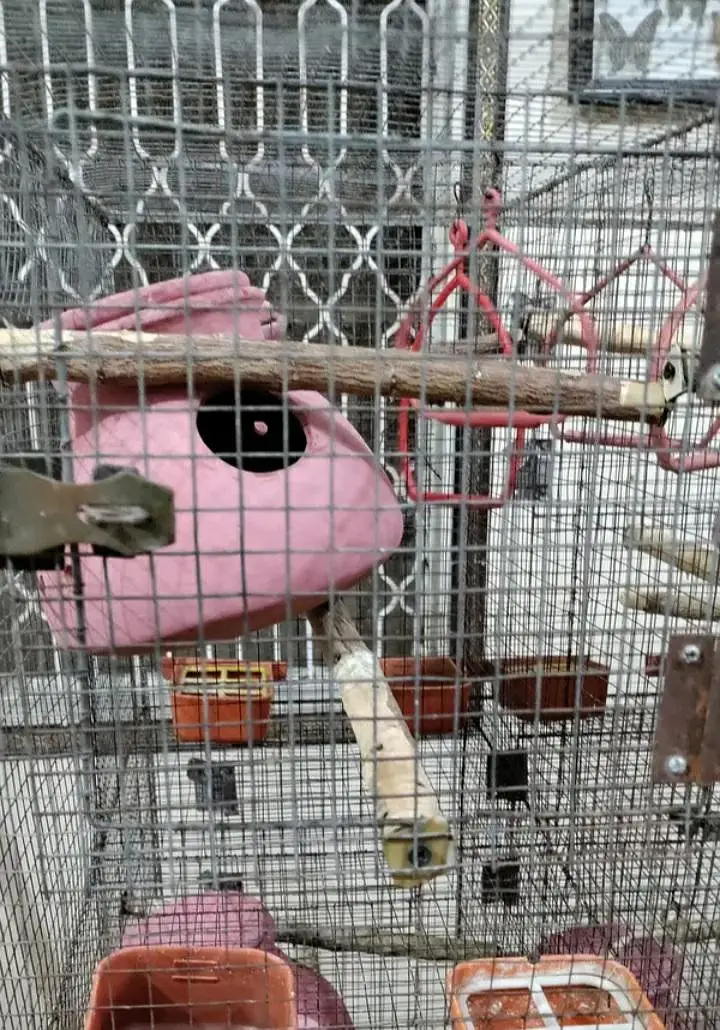 Cage for budgies and fischer 53x24x28inch @zealpak Society — photo 10