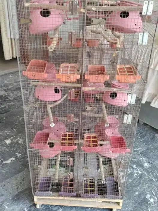 Cage for budgies and fischer 53x24x28inch @zealpak Society — photo 11