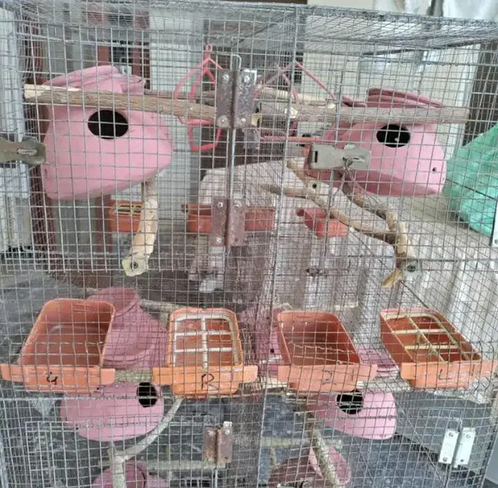 Cage for budgies and fischer 53x24x28inch @zealpak Society — photo 12