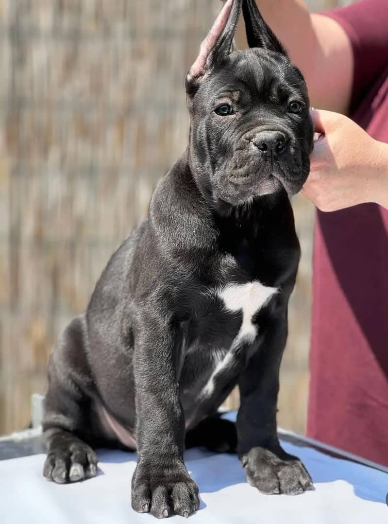 King Corso Mastiff Reddit Cane Corso Kennel Club American Cane