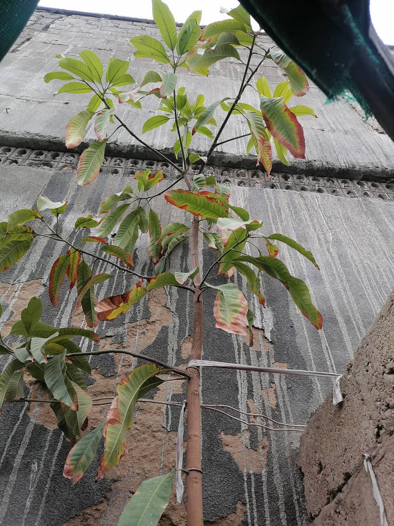 Mango tree 1