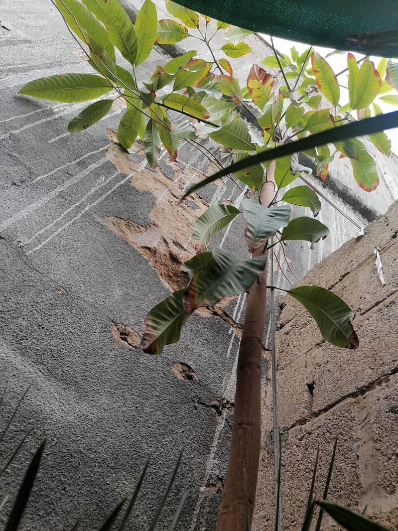 Mango tree 5