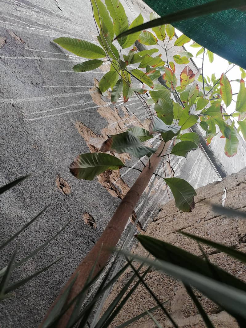 Mango tree 8
