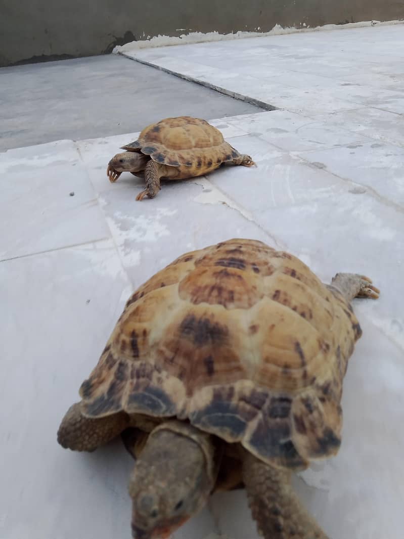 Tortoise 0