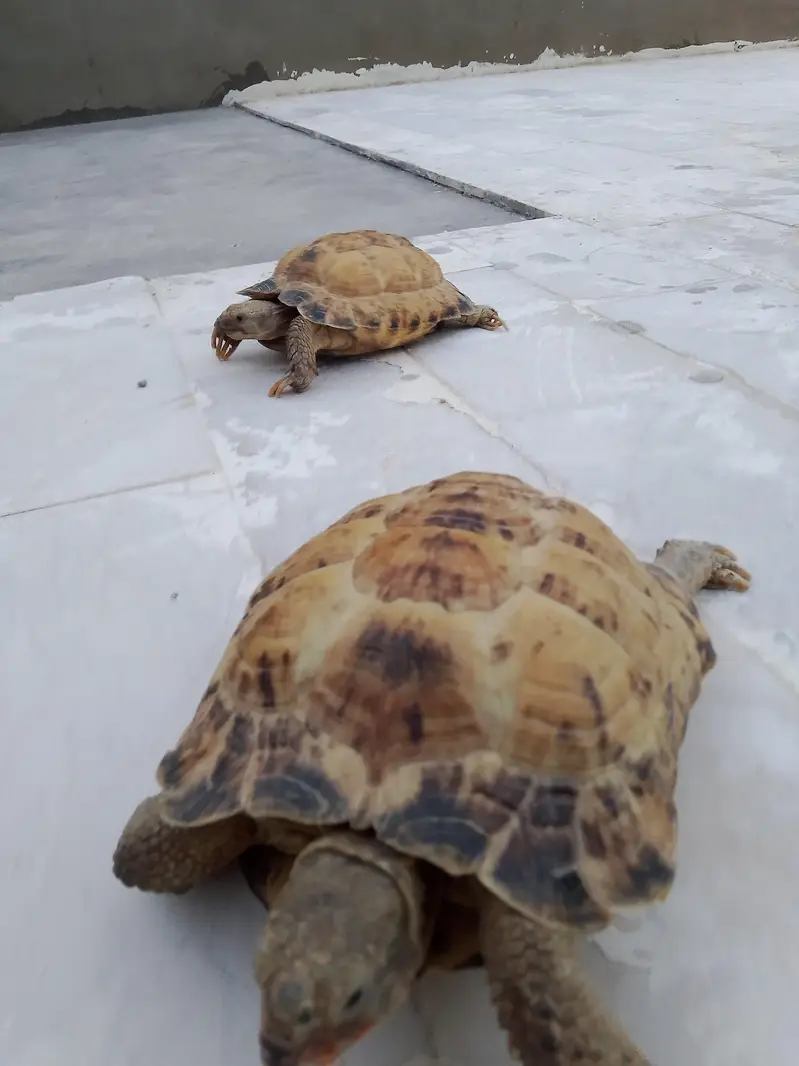 Tortoise