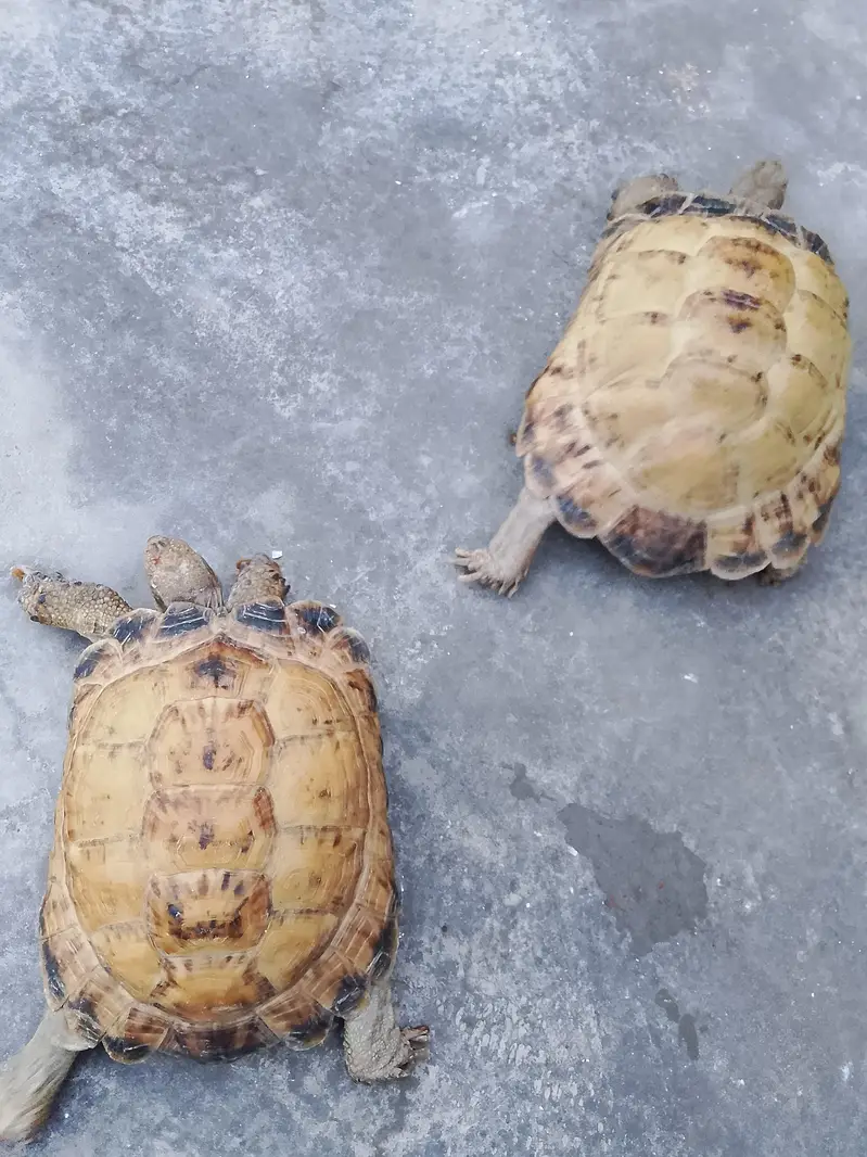 Tortoise — photo 2