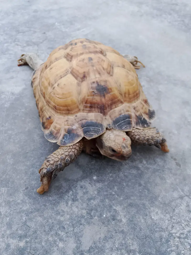 Tortoise — photo 3