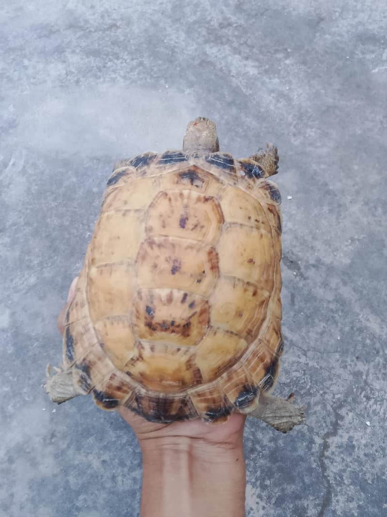 Tortoise 3
